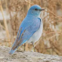 WWN Beautiful Mountain Bluebird on Beach Driftwood