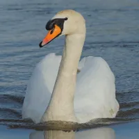 WWN Elegant Mute Swan Glides on the Lake