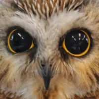 WWN Northern Saw Whet Owls