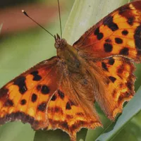 WWN Beautiful Orange Satyr Comma Butterfly