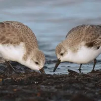 WWN A Pair of Sanderlings Shares a Seaside Meal