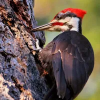 WWN Beautiful Pileated Woodpecker on the Tree