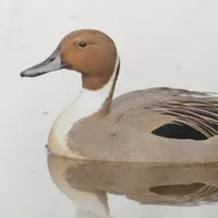 WWN Reflections of a Northern Pintail Duck