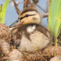 WWN Cute Precocious Mallard Duckling in the Marsh