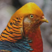 WWN Profile of a Golden Pheasant