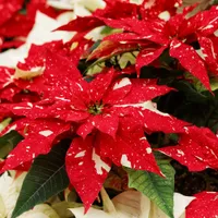 Festive Red White Floral Poinsettias Christmas Oven Mitt & Pot Holder Set