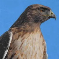 WWN Red-tailed Hawk Looking Regal in the Winter Sun (I)