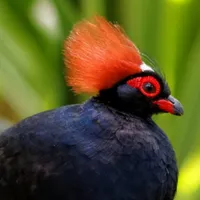 WWN Stunning Roul-Roul Crested Wood Partridge