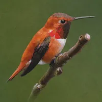 WWN Stunning Rufous Hummingbird on the Cherry Tree