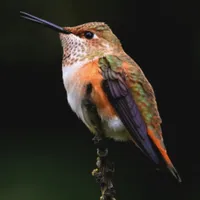 WWN Rufous Hummingbird on the Hybrid Fruit Tree