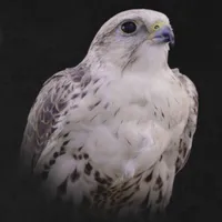 WWN Vignetted Profile of a Saker Falcon