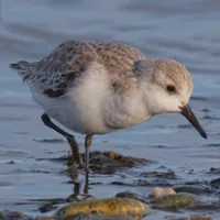 WWN A Cute Sanderling Strolls a Winter Beach