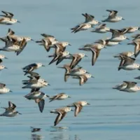WWN Sanderlings Take Flight in Winter Skies
