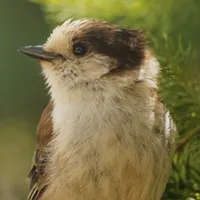 WWN Saucy Grey Jay in the Fir