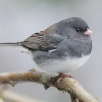 WWN Slate-Colored/Oregon Dark-Eyed Junco on the Pear Tree