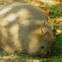 WWN Sleepy Capybara Siesta-ing in the Summer Sun