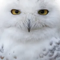 WWN Beautiful Dreamy & Serene Snowy Owl
