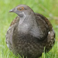 WWN Sooty Grouse in the Grass