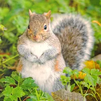 WWN Saucy Cute Squirrel Wonders If Could You Spare a Peanut?