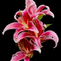 WWN Elegant Pink Stargazer Oriental Lilies