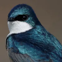 WWN Stunning Tree Swallow on the Wire