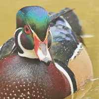 WWN Stunning Wood Duck in the Pond