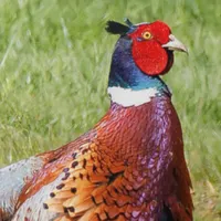 WWN Surprised Ring-Necked Pheasant in the Grass