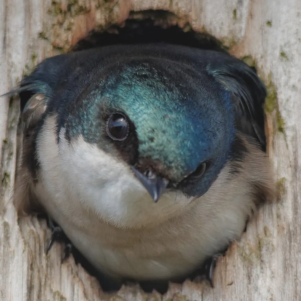 WWN Getting the Staredown from a Tree Swallow in the Nestbox