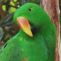 WWN "The Green Orator" Eclectus Parrot