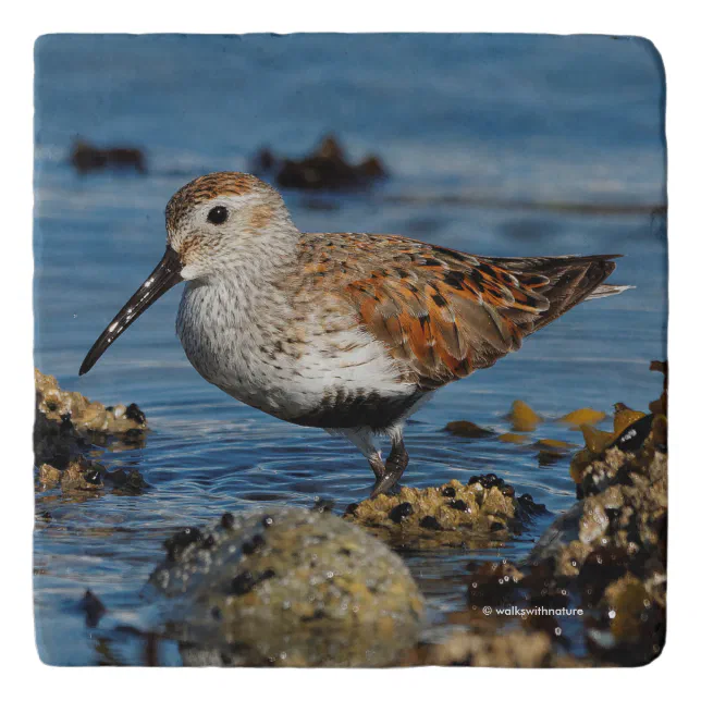 Beautiful Dunlin Shorebird at the Beach Trivet