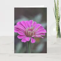 Pink Zinnia Flower Card 5 x 7 (blank inside)