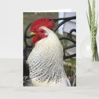 Five Toes The Rooster Card