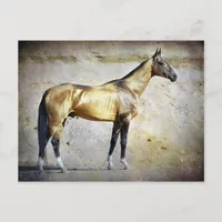 Akhal-teke Postcard