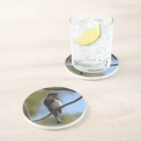 Coaster - Flycatcher