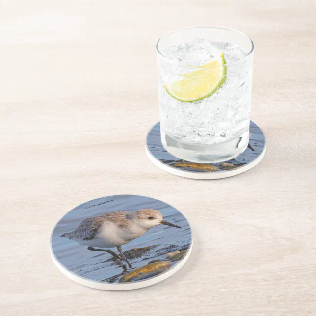 Cute Sanderling Shorebird Wanders a Winter Beach Coaster