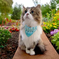 Aqua Blue Green Tulips Watercolor  Pet Bandana Collar