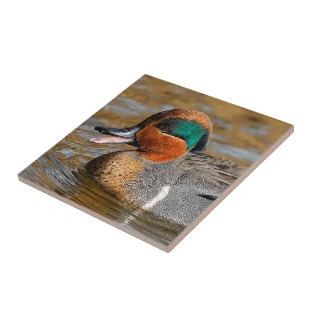 A Chatty Green-Winged Teal Duck at the Pond Ceramic Tile