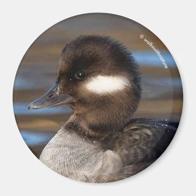 Cute Bufflehead Duck on Sunlit Waters Magnet