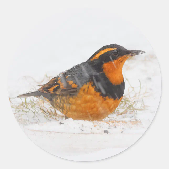 Varied Thrush Songbird on Snowy Winter Day Classic Round Sticker