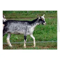 Amish Goat