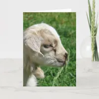 Adorable Baby Goat Easter Card