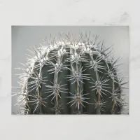 Cactus Postcard