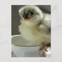Blue Cochin Chick on Teacup Postcard