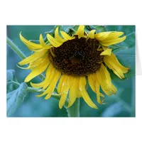 Sunflower 2