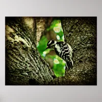 Woodpecker Poster