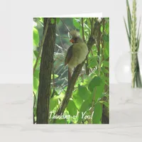 Thinking of You Cardinal on Branch Card