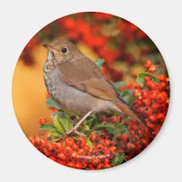 Hermit Thrush Songbird on Scarlet Firethorn Magnet