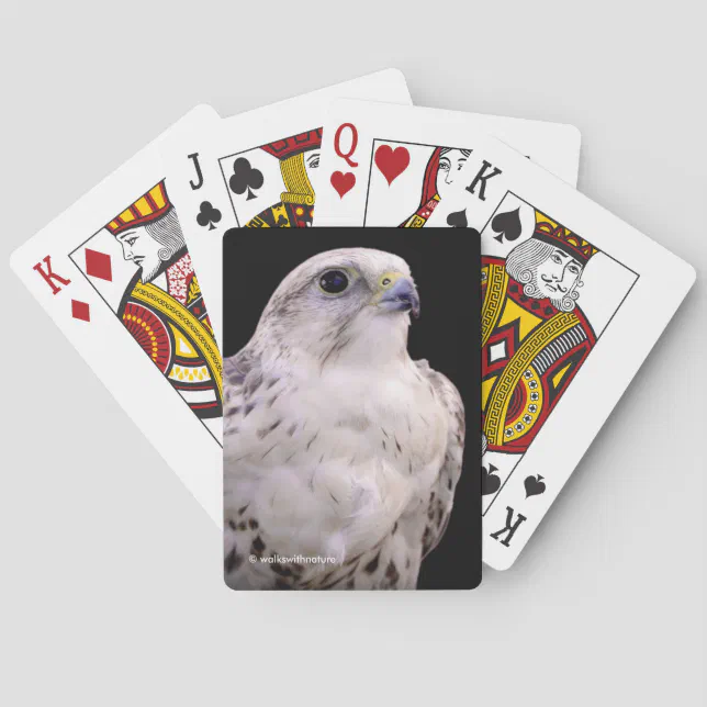 Vignetted Portrait of an Inquisitive Saker Falcon Poker Cards