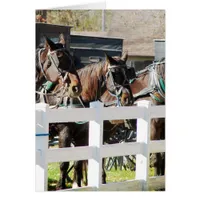 A Line of Amish Horses Cards