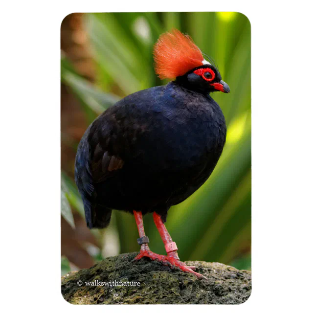 Stunning Roul-Roul Crested Wood Partridge Bird Magnet